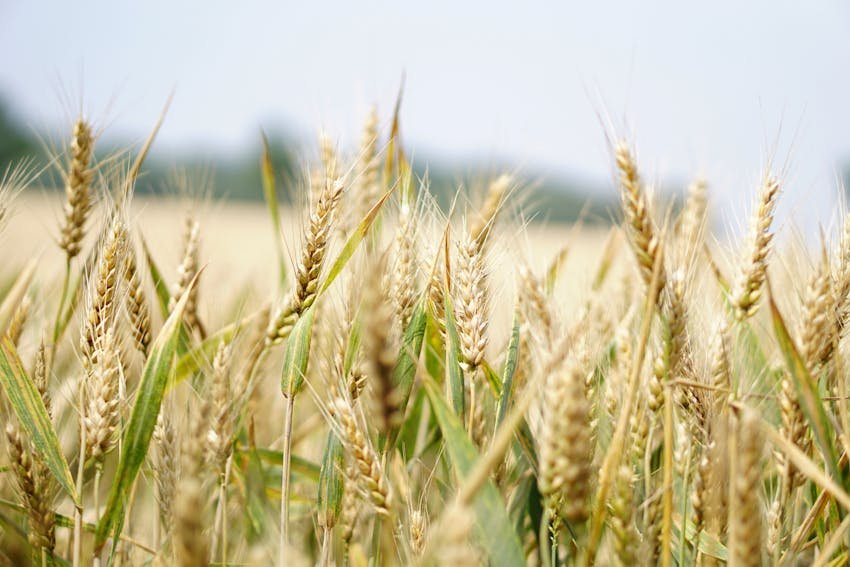 futuros del trigo